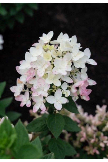 Ажурні конусовидні суцвіття гортензії Тач оф Пінк